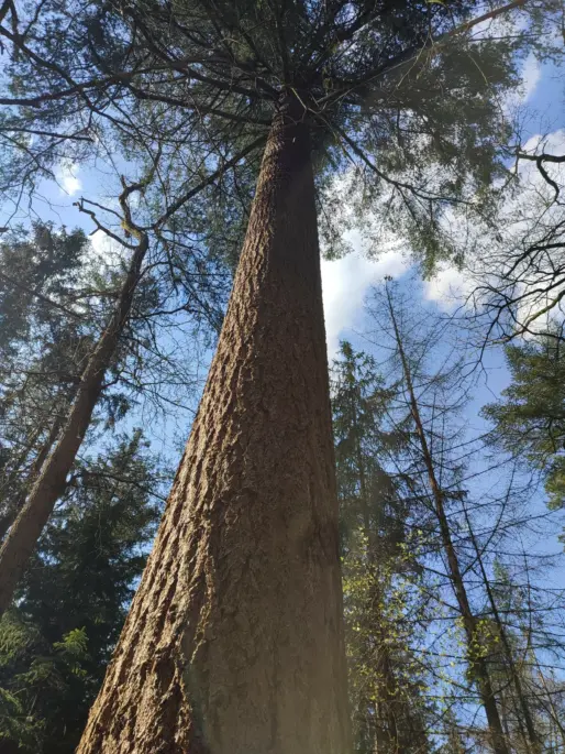 Douglasie in der Heide 3 Grijsen Stadtmobiliar