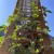 Green stand with climbing plant
