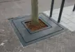 Boomrooster Square voor de openbare ruimte