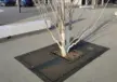 Baumrost Messe Düsseldorf Grijsen Stadtmobiliar