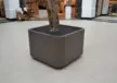 Oosterhout Winkelcentrum Arendshof Plane Solid Solid Plantenbak 6